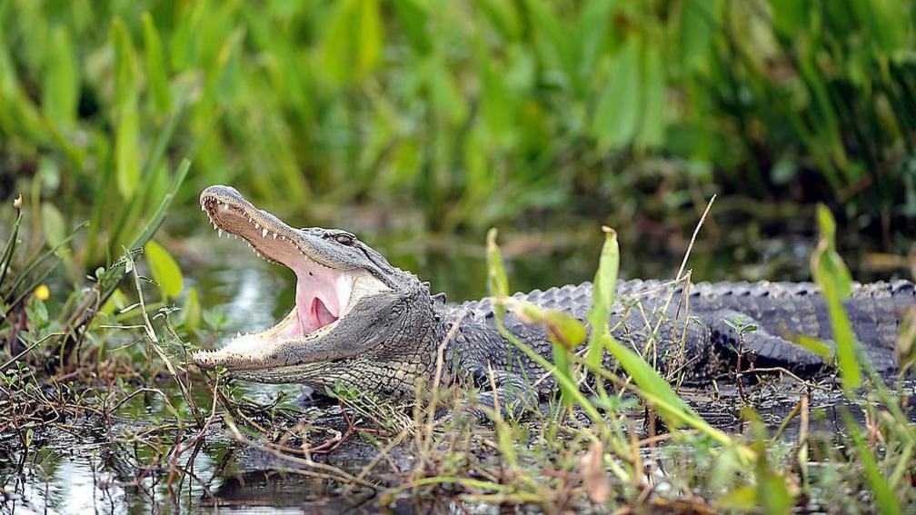 An alligator hides in a pond on a golf course