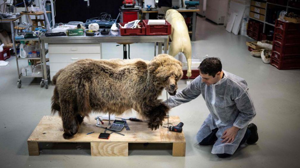 The taxidermized bear, being worked on by the taxidermist in his workshop with many bits of equipment and tools in the background.