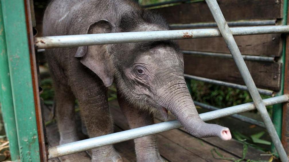 Baby Borneo elephant