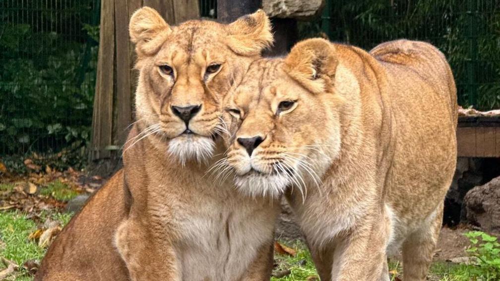 Two lionesses together