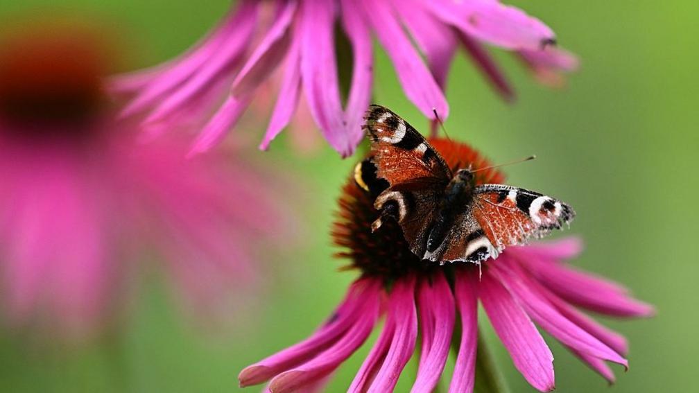 A peacock butterfly sits on an echinacea flower