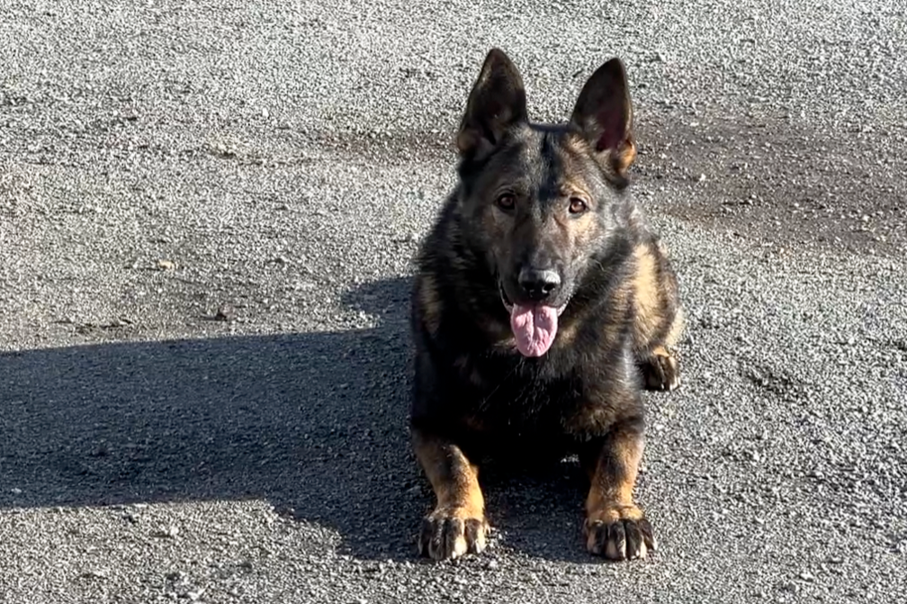 German Shepherd dog pictured in lying down position looking directly at camera 