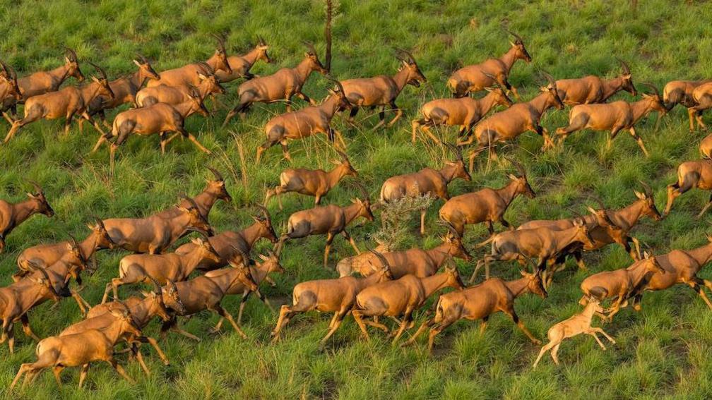 Antelope travelling in a group