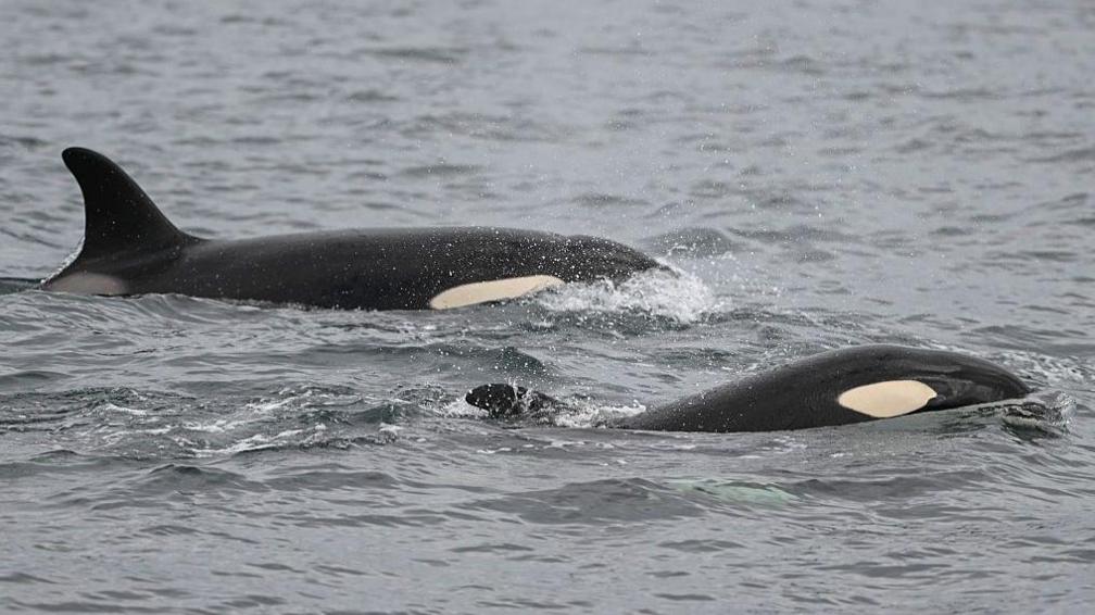 Orcas in the waters around Northumberland