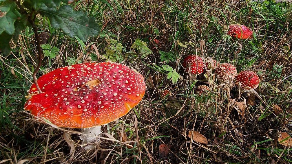One large mushroom is next to a smaller bunch of four. They all have bright red heads with beige dots on them, among grass.