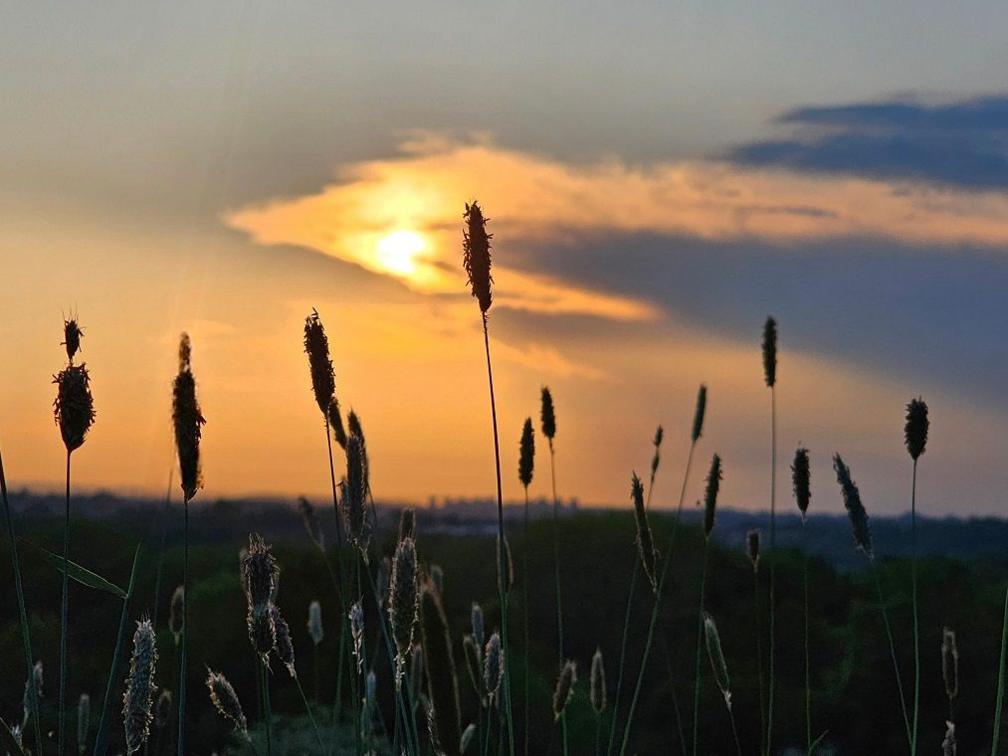 Several long strands of grass with seed heads on the end can be seen almost silhouetted against the sky as it turns to orange and yellow.