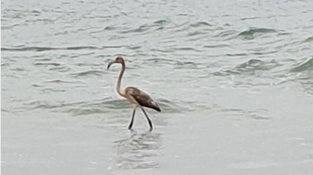 A young flamingo is standing in shallow waters.