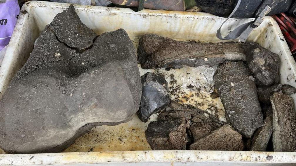 Grey bones, varying in size, collected together in a shallow white container