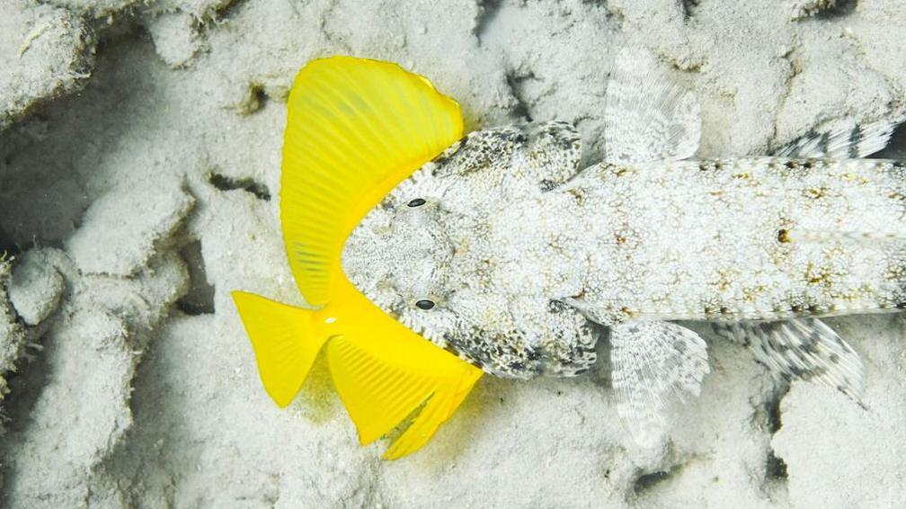 A lizardfish with prey in its mouth. 
