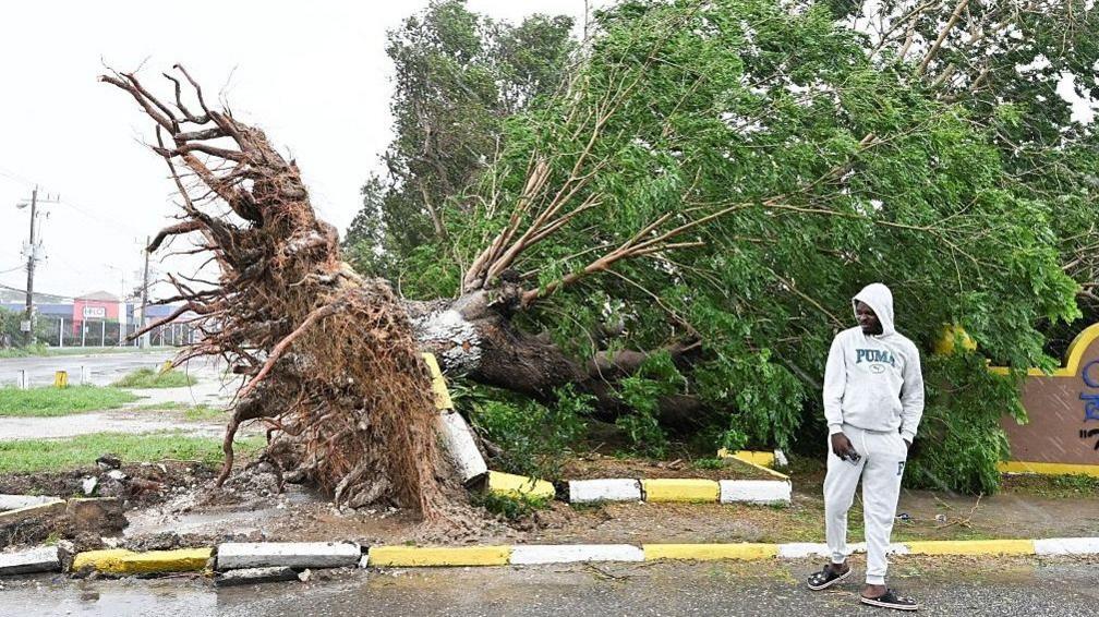 A man looks at a fallen tree in St. Catherine, Jamaica, shortly before Hurricane Meliss