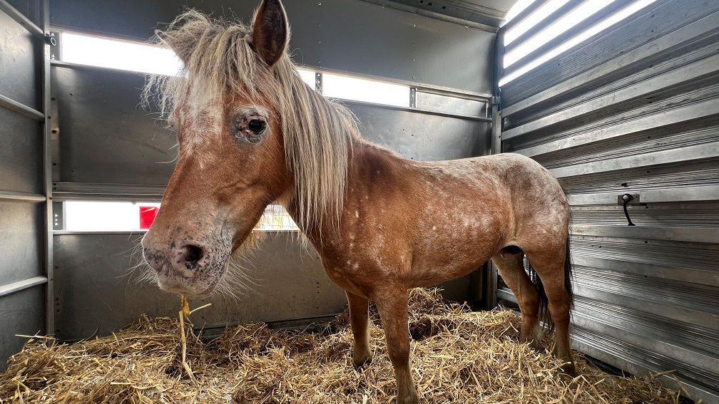 A brown and white Shetland pony standing in a trailer with hay on the floor.