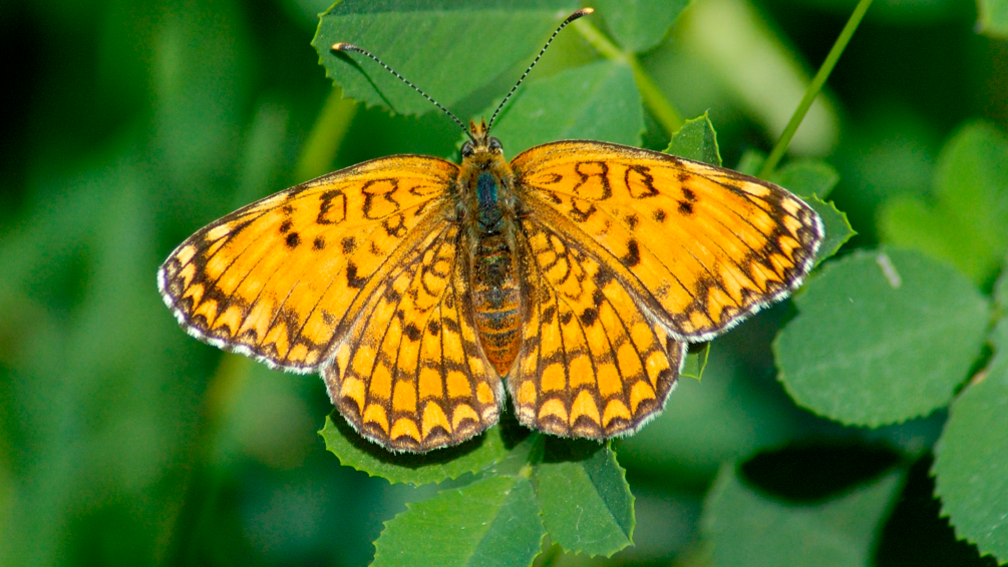 The Heath Fritillary butterfly