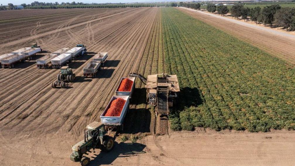 Tomatoes being harvested at a farm in California