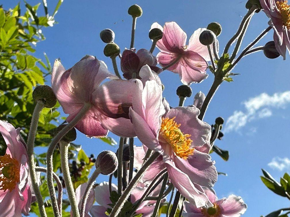 Large pink flowers with yellow centres can be seen against a blue sky with some strips of white cloud.