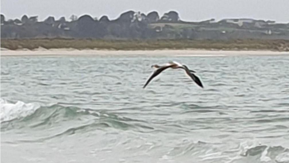 A flamingo is flying over waves towards a sandy shoreline which has sand dunes leading to hills and trees.