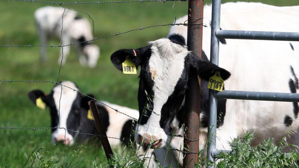 Dairy cows in a green field of grass on a farm. The cows' ears are tagged, with the closest one in the shot's head leaning against a fence post.