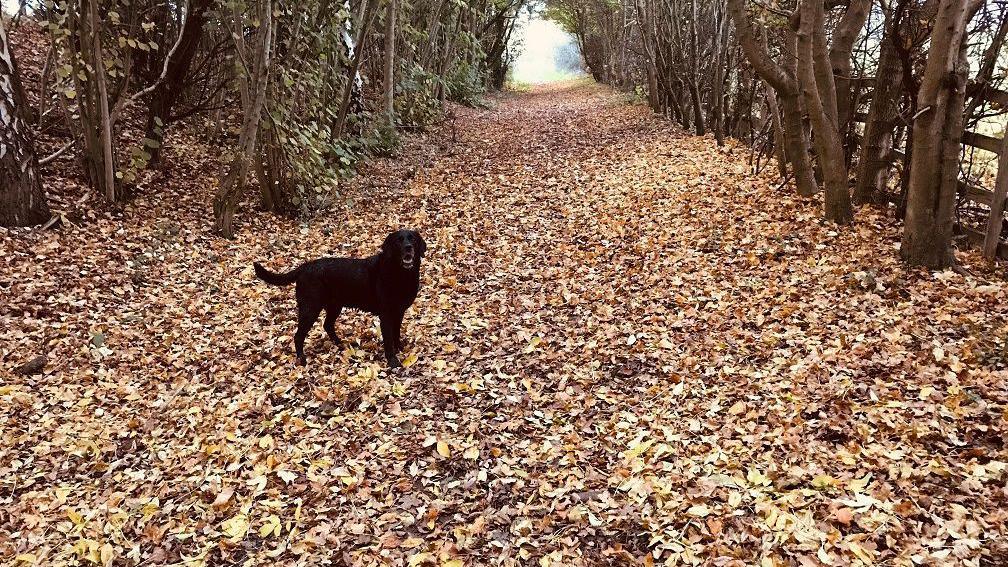 A black dog stands among brown and yellow autumn leaves on the floor of a forest, the dog looking back towards the person taking the photo with its mouth open. The leaves line a path between the trunks of dozens of trees with an opening visible in the distance to leave the forest.