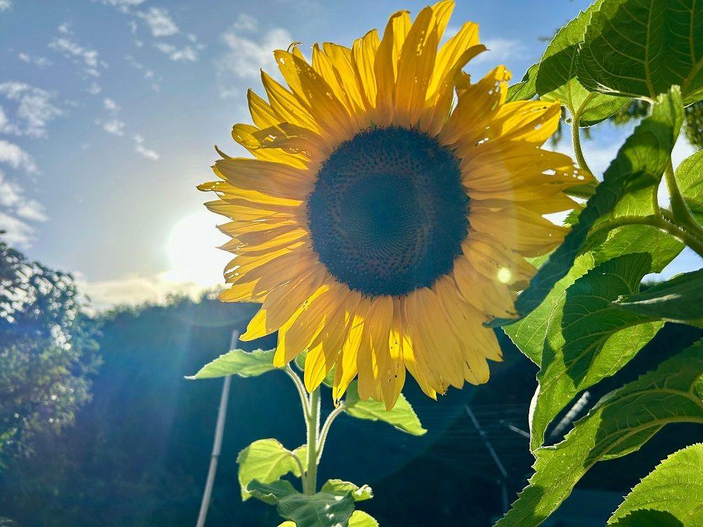 A yellow-petalled sunflower on a green stalk in a garden, next to a green hedge.