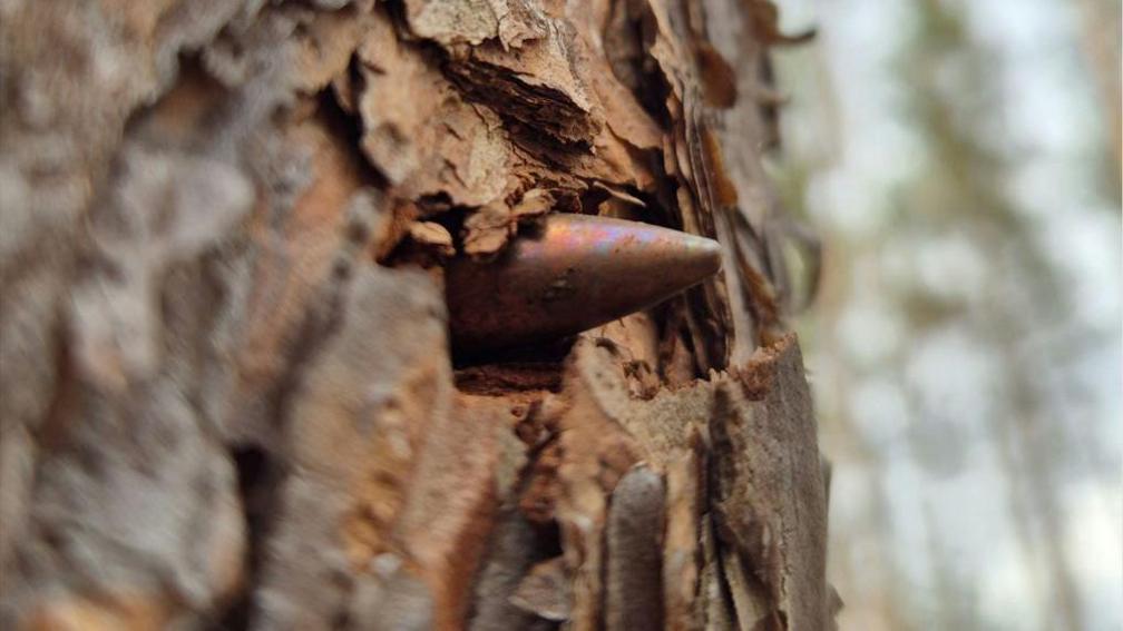 A photograph of a tree with what looks like a missile in the middle.