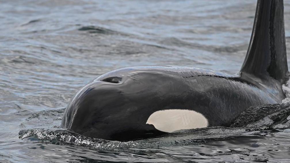 An orca in the water near Northumberland