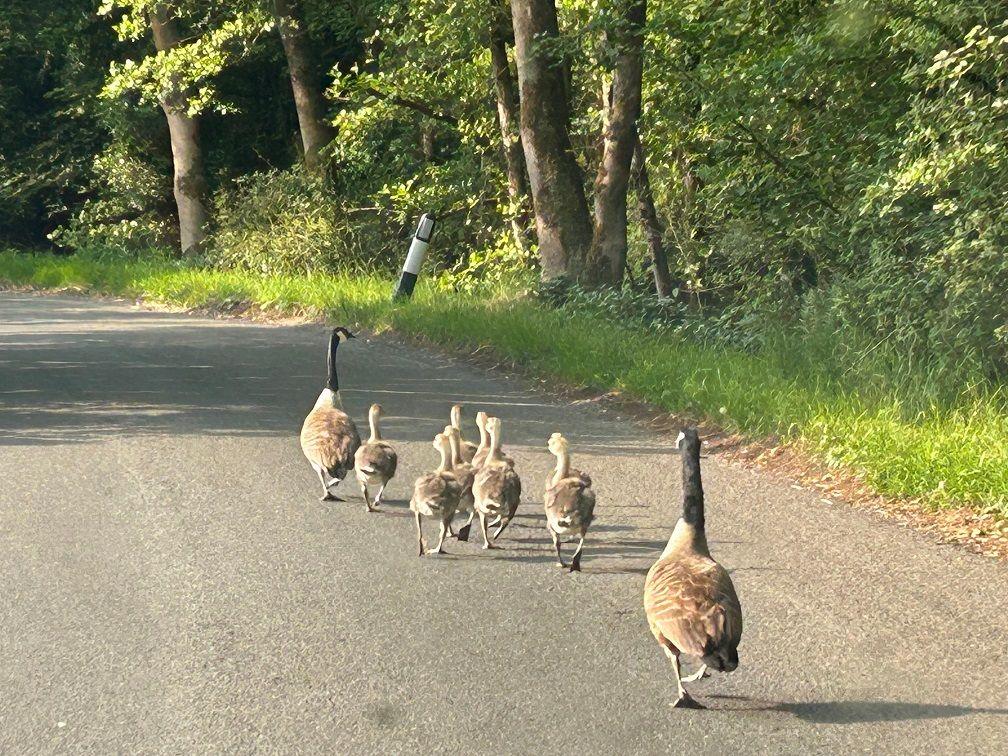 Two adult Canada geese are separated by half a dozen or so younger geese, all in a line heading along a concrete road with green bushes and tree trunks to their right.