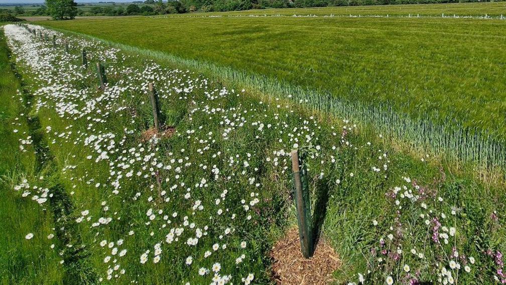 Rows of apple tree saplings in a strip between fields in June 2023 at Hope Farm