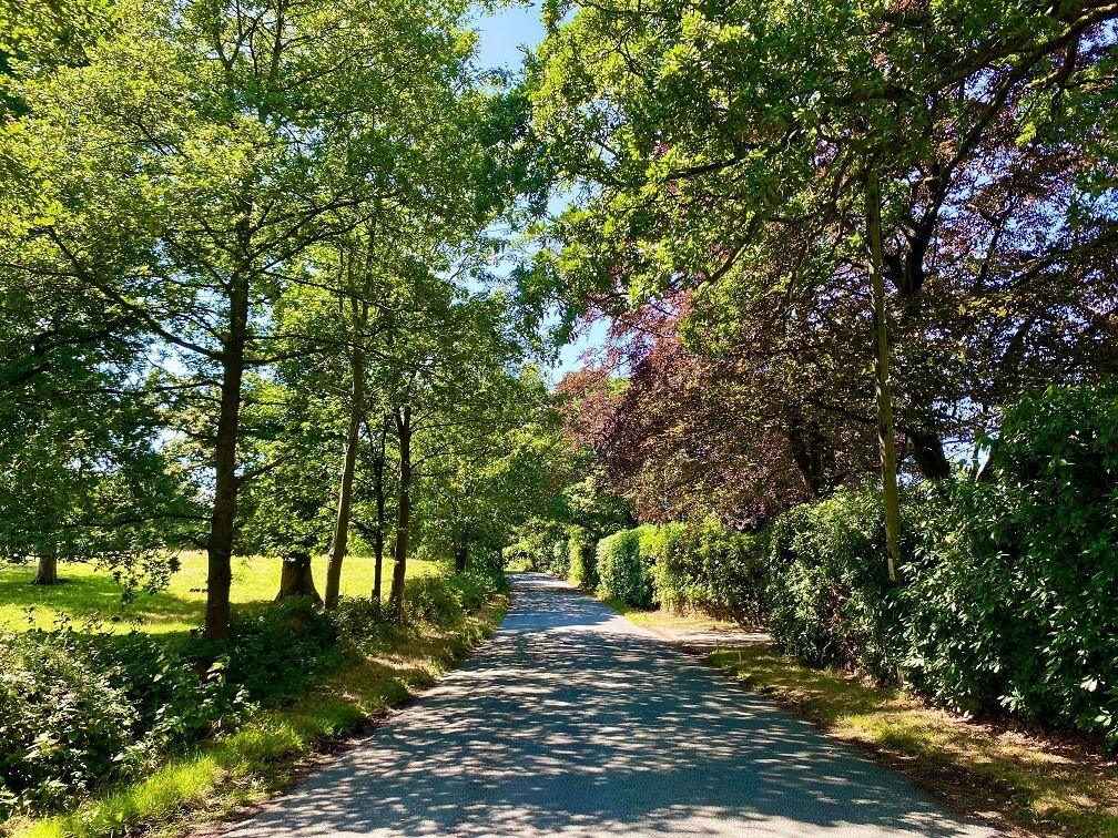 A road runs between rows of green-leaved trees with hedges beneath them, the trees casting shadows on the road in the sun.