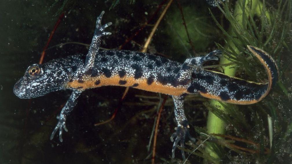 A great crested newt floating underwater. It is grey with black spots, an orange underside and a tail.