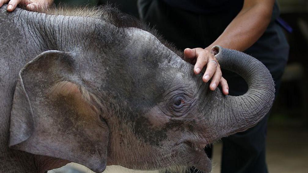 A wildlife official plays with orphaned three-month-old baby Bornean elephant "Joe" in Malaysia's Sabah state