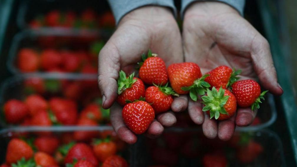 An adult hand holds a handful of strawberries.