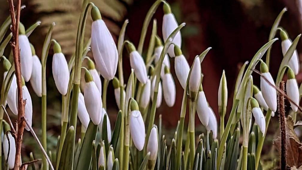 Unopened white buds at the top of dozens of green shoots can be seen.