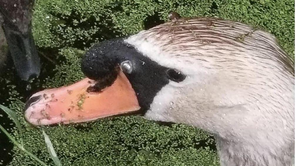 A close up head shot of a swan in the water.