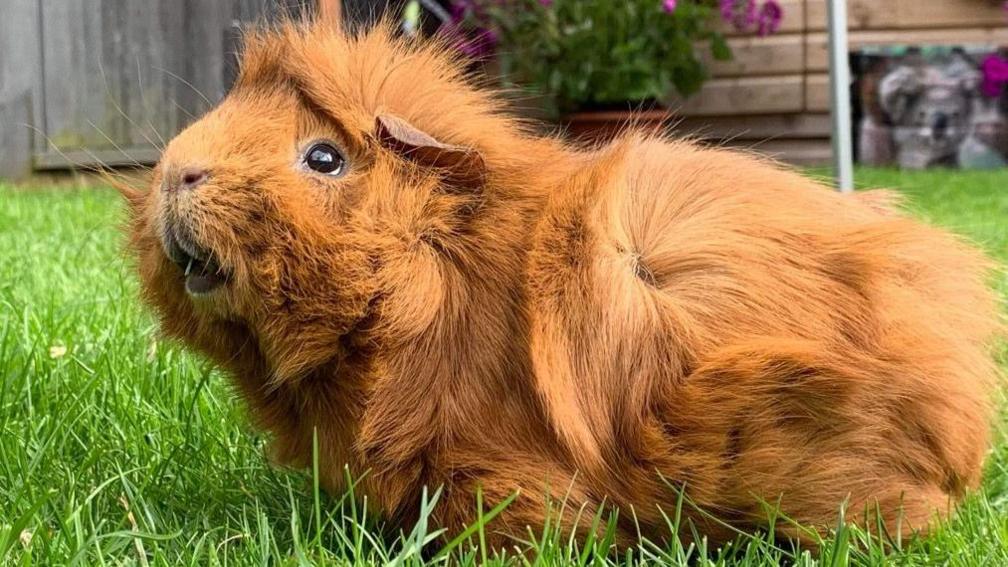 A light brown-coloured guinea pig outside on fresh grass. He looks incredibly happy. 