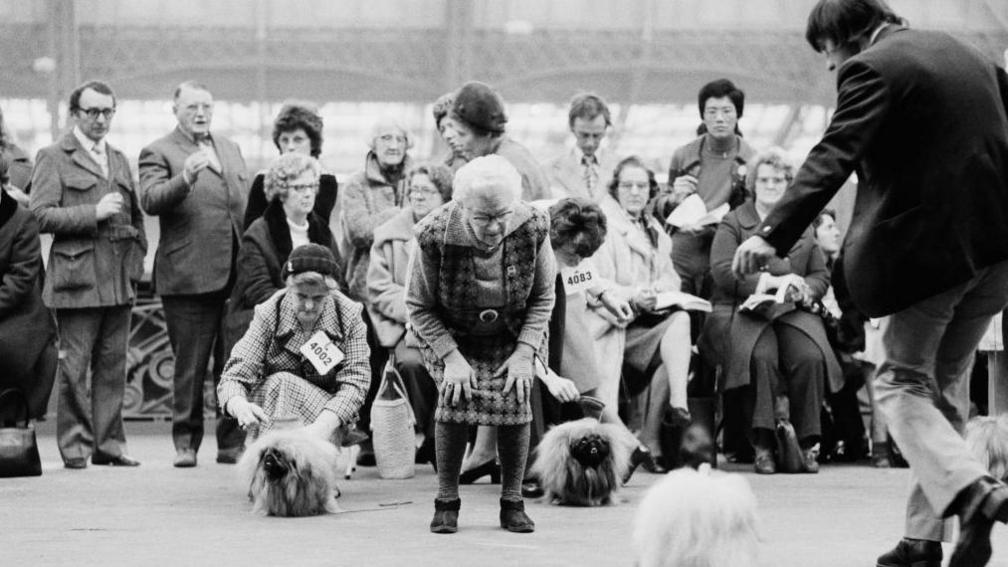 A group of men and women are watching dogs standing on concrete ground. Some men and women are wearing paper cards with numbers printed on them around their necks.