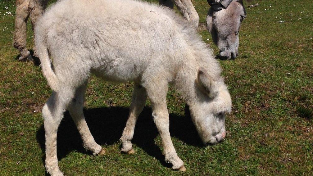 Jo-Jo the donkey foal