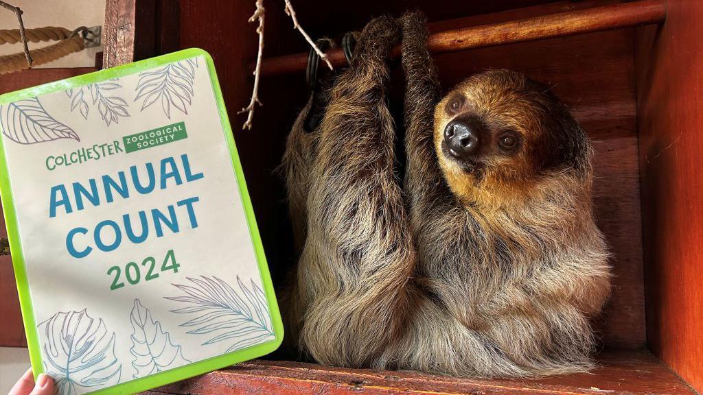 A sloth hangs from a wooden pole while a clipboard is held in front of it. The clipboard is green and says "annual count 2024" on it.