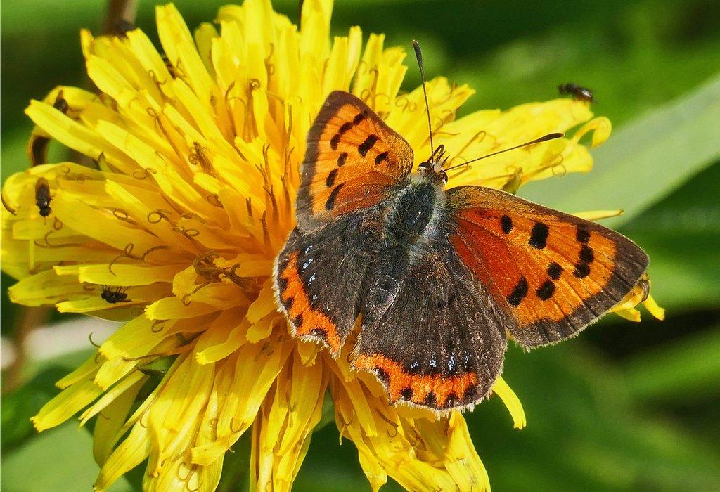 Copper Butterfly