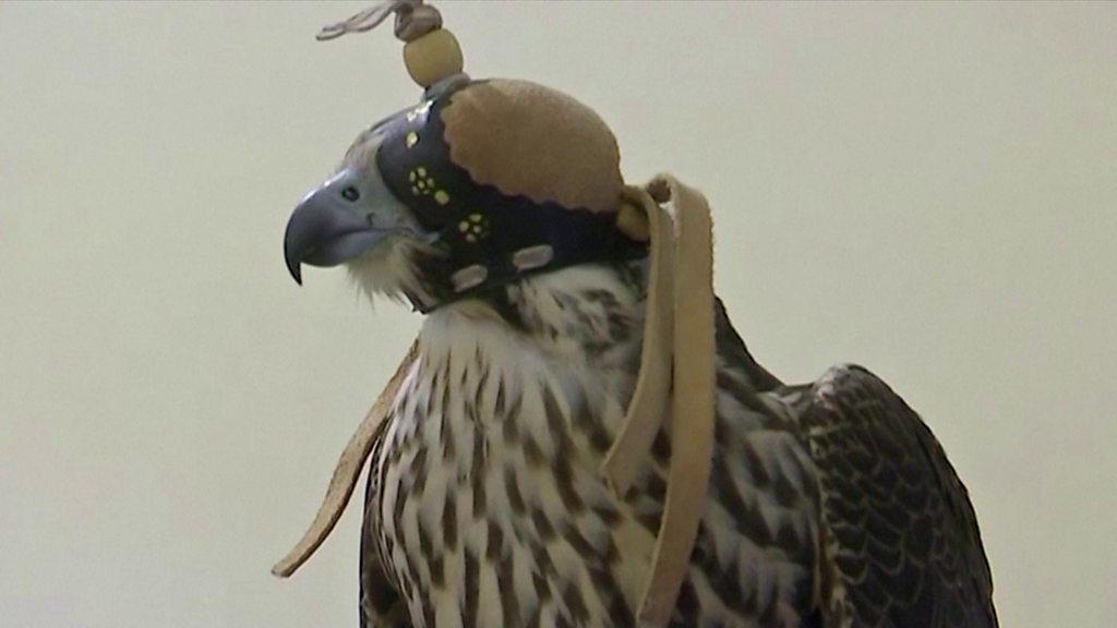 A falcon recovered in Karachi from smugglers