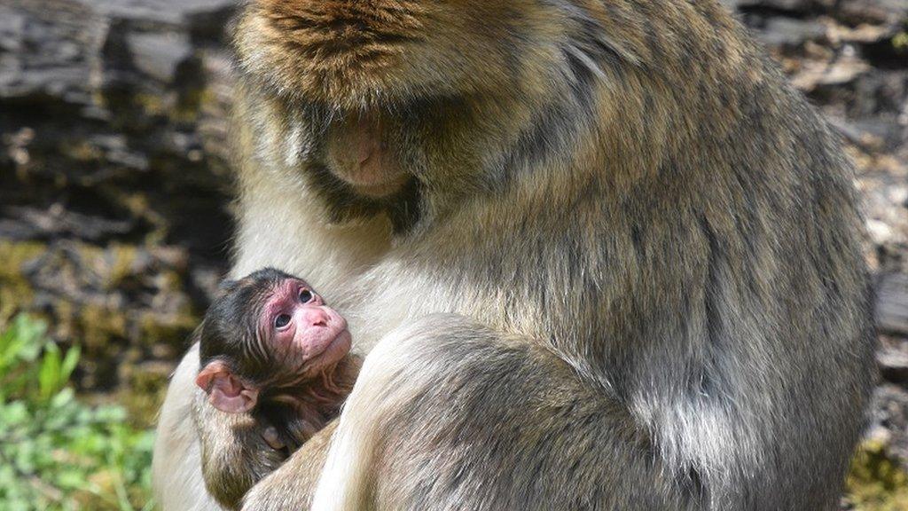 Baby Barbary macaques and its mother