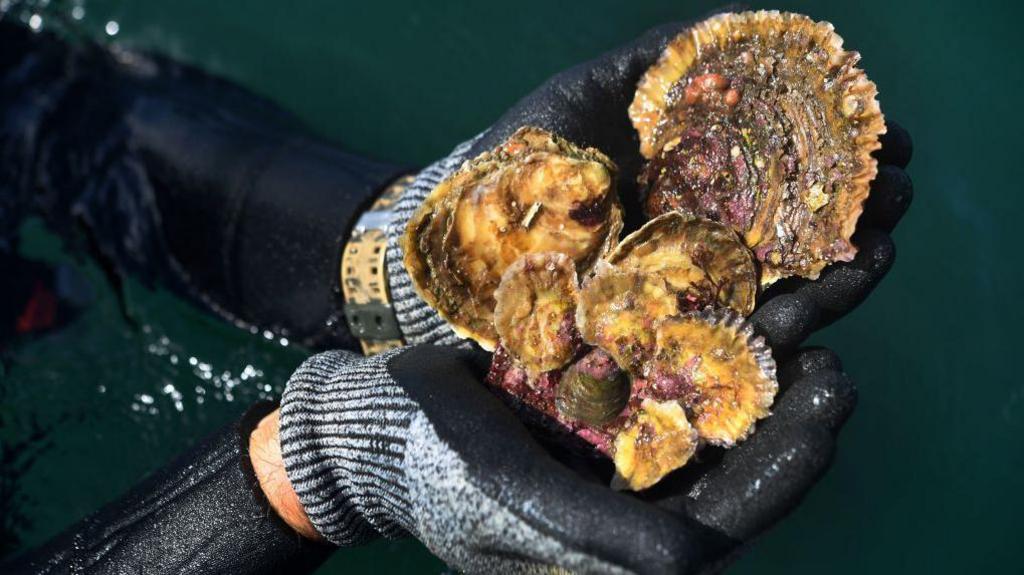 Oysters being held in a pair of hands