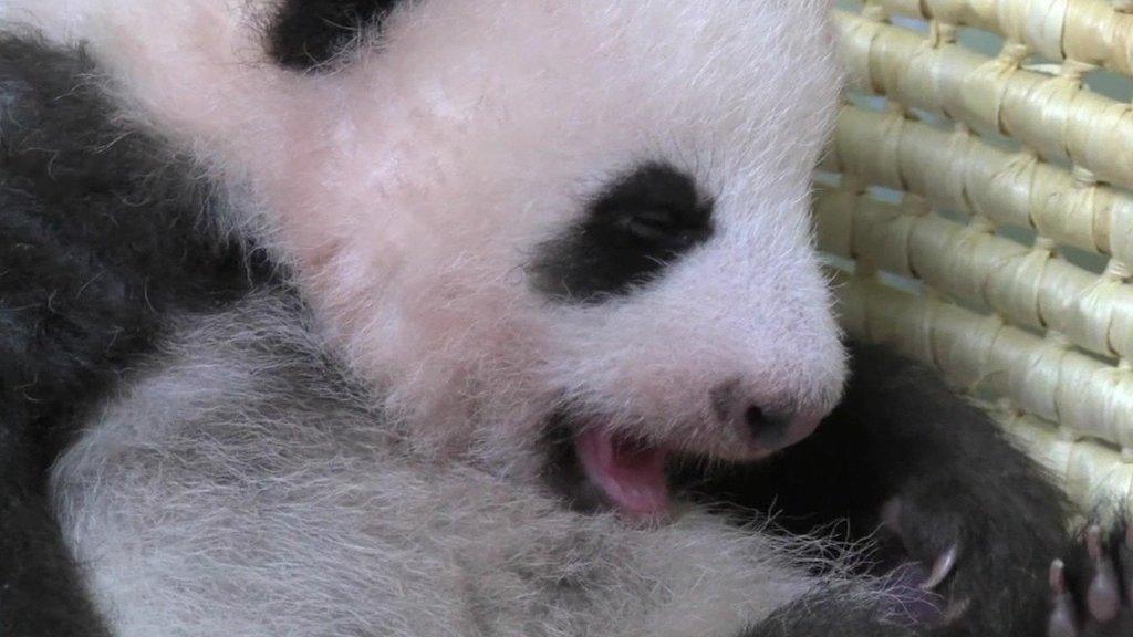 Yawn! Sleepy baby panda gets weighed - BBC Newsround