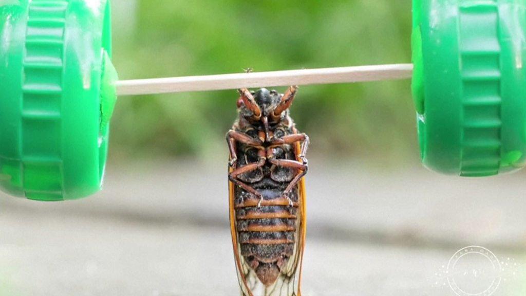 A cicada weightlifting