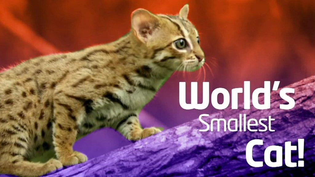 World's smallest cat image