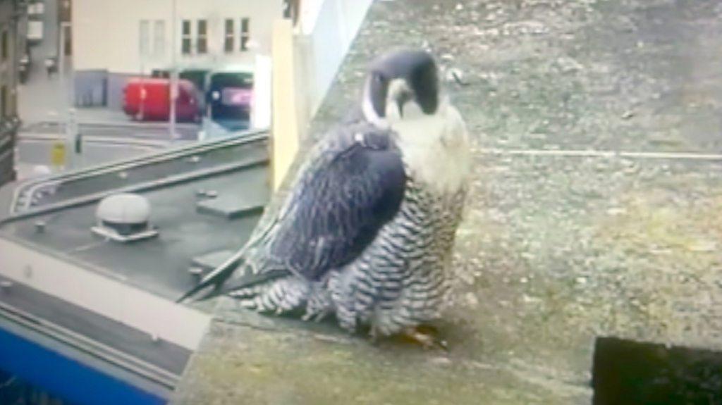 NTU peregrine nest