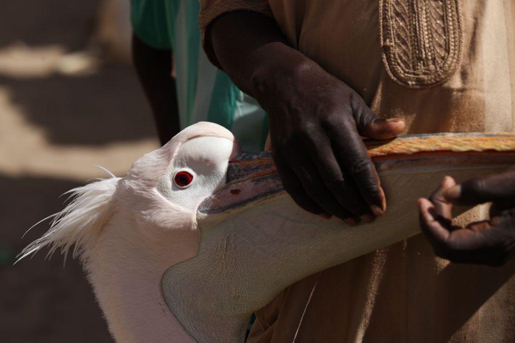 Hands touching the beak of a pelican, which has a red eye, in Saint Louis, Senegal - Saturday 2 November