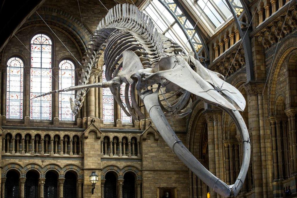 Hope, the Natural History Museum's blue whale skeleton