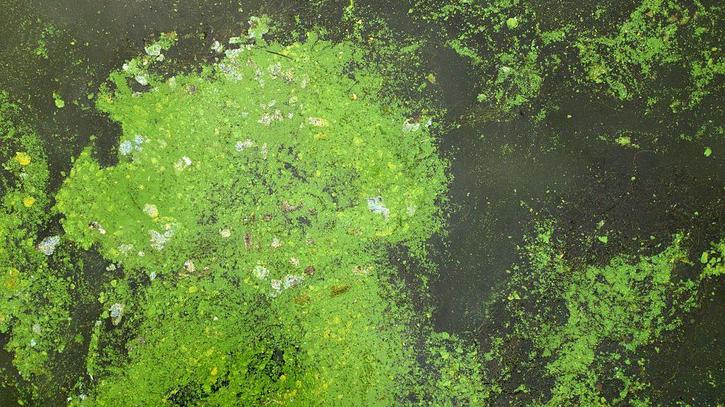 Blue green algae in water.
