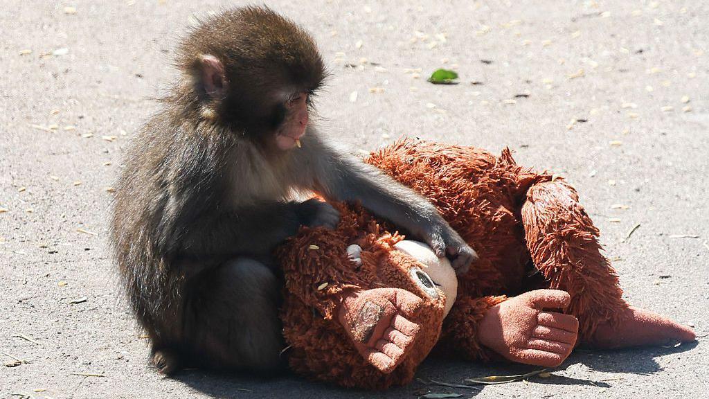 punch the Japanese macaque holding onto an orange orangutan stuffed toy.