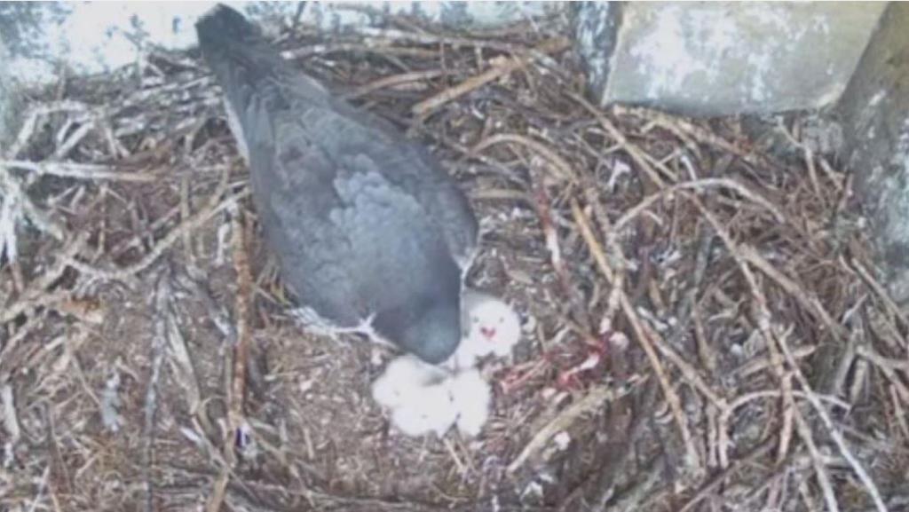 Falcon chicks