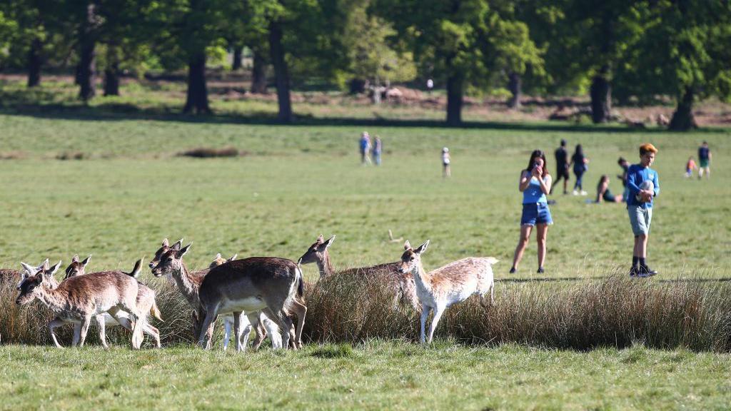 A group of fallow deer moves through tall grass in a sunny park while visitors stand nearby on the green, including a woman taking a photo with her phone and a young man holding a ball. Lush green trees line the background.